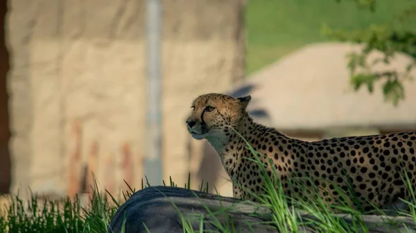 Een Close Van Een Prachtige Cheeta Natuur Van Opzij Met — Stockfoto