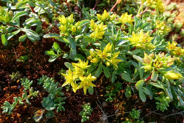 Yeşil Taş Sedum Bitkisinin Yakın Çekimi — Stok fotoğraf