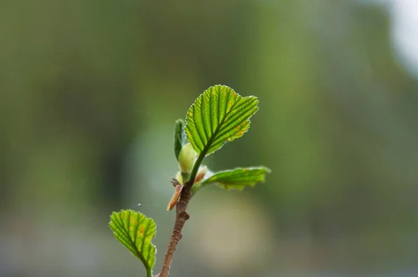 一张绿色植物的特写照片 — 图库照片