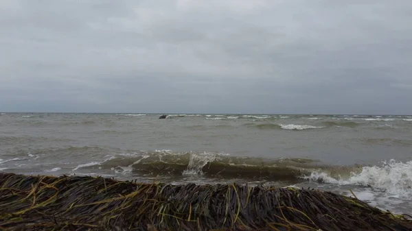 Sahilde Deniz Yosunlarıyla Deniz Dalgaları Olan Bir Manzara — Stok fotoğraf