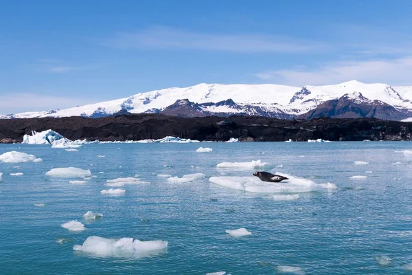 アイスランドのジョクルサロン ラグーンの氷の上のシール — ストック写真
