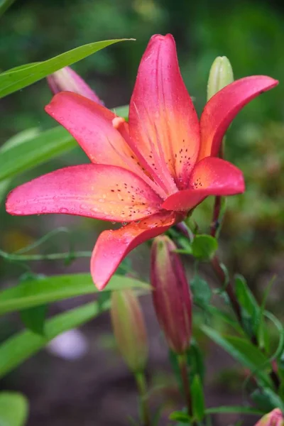 Růžová Lilie Květina Zahradě — Stock fotografie