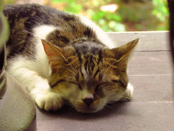 Κοντινό Πλάνο Μιας Κοντόχοντρης Γάτας Που Κοιμάται Στη Βεράντα Την — Φωτογραφία Αρχείου