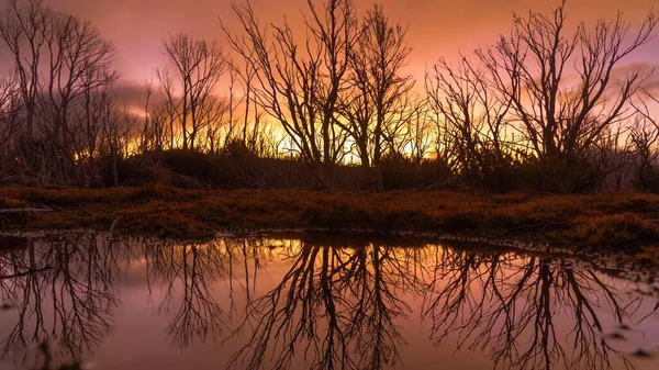 Ein Farbenfroher Sonnenuntergang Und Zerklüftete Bäume Spiegeln Sich Einer Schneeschmelze — Stockfoto