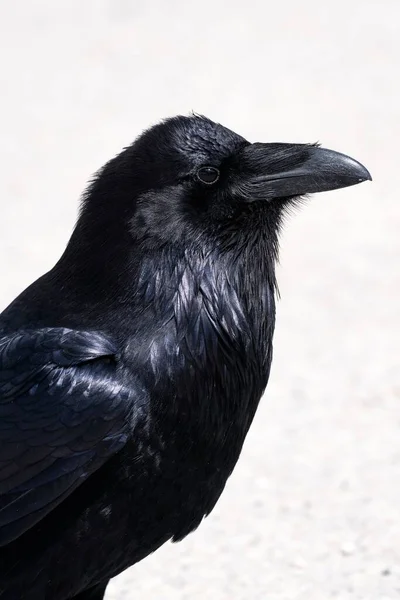 Vertical Shot Raven Profile White Background — Stock Photo, Image