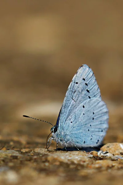 Вертикальний Макрос Красивого Синього Метелика Поверхні Кам Яної Землі Розмитим — стокове фото