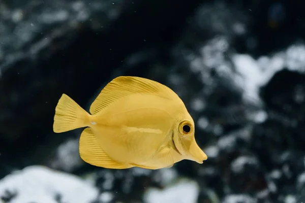Ikan Kuning Terang Eksotis Akuarium Zebrasoma Flavescens Tang Kuning Ikan — Stok Foto