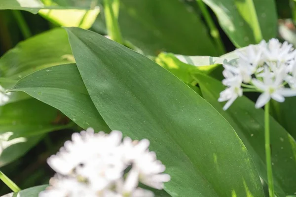 Zdjęcia Bliska Białym Kwiatem Allium — Zdjęcie stockowe
