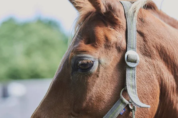 Nahaufnahme Eines Braunen Pferdekopfes Zaumzeug Und Gebiss Mit Verschwommenem Hintergrund — Stockfoto
