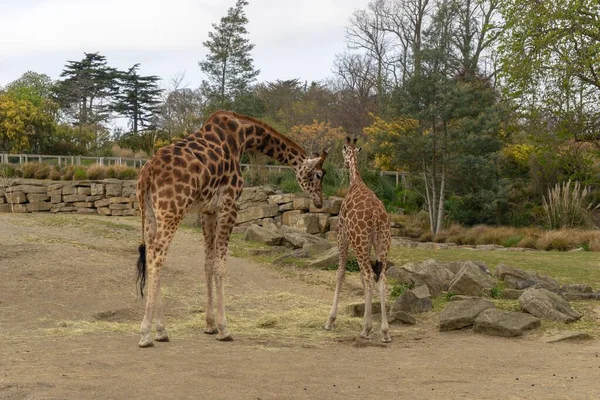 Giraffe Rhinoceros Goats Ostrich Dublin Zoo Feeding Playing — Stock Photo, Image