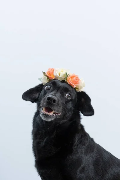 白い背景に美しい花冠を持つ愛らしい黒い犬の垂直閉鎖 — ストック写真