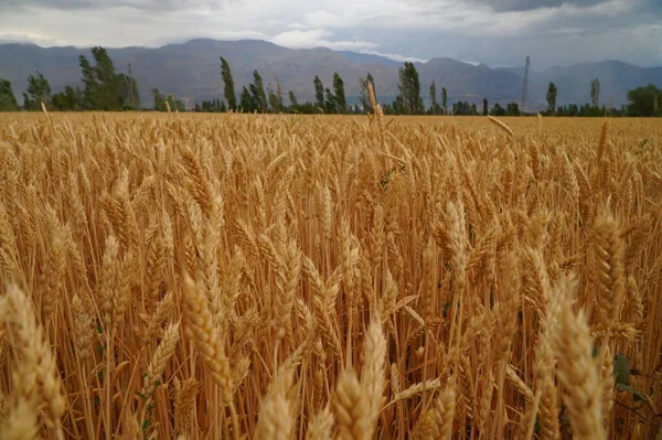 Eine Nahaufnahme Von Wildem Weizen Der Auf Einem Feld Wächst — Stockfoto