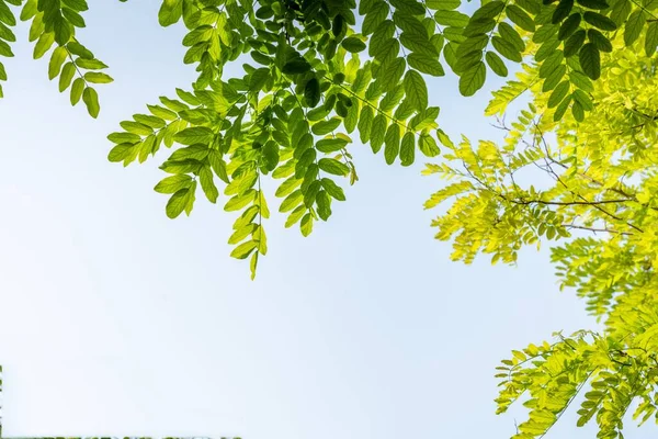 Plan Angle Bas Branches Arbres Avec Des Feuilles Vertes Contre — Photo