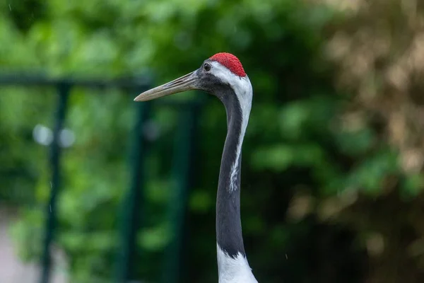 Mise Point Sélective Une Grue Couronne Rouge — Photo