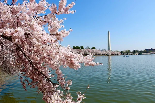Célèbre Washington Monument Derrière Rivière Potomac Avec Des Fleurs Cerisier — Photo