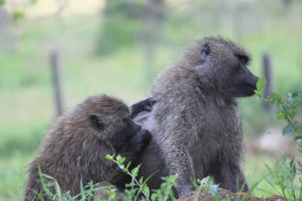 Twee Schattige Bavianen Een Dierentuin — Stockfoto