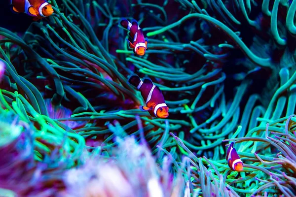 Eine Schöne Aufnahme Von Clownfischen Die Mit Neonlicht Über Meeresgras — Stockfoto