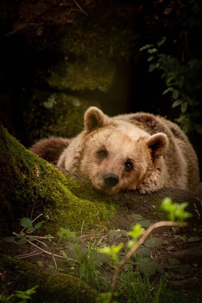Bild Ist Ein Bär Sehen Der Unter Einem Baum Ruht — Stockfoto