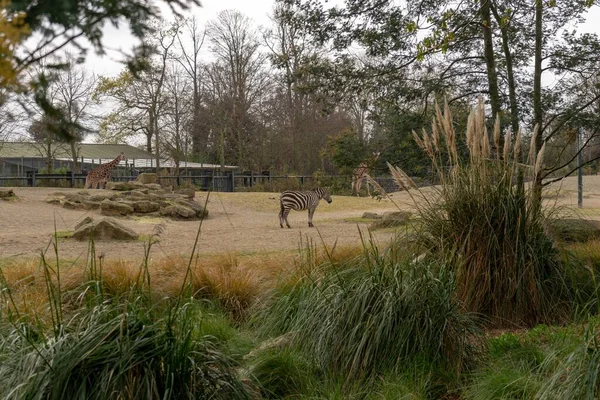 Giraffa Rinoceronte Capra Struzzo Allo Zoo Dublino Che Nutre Giocando — Foto Stock
