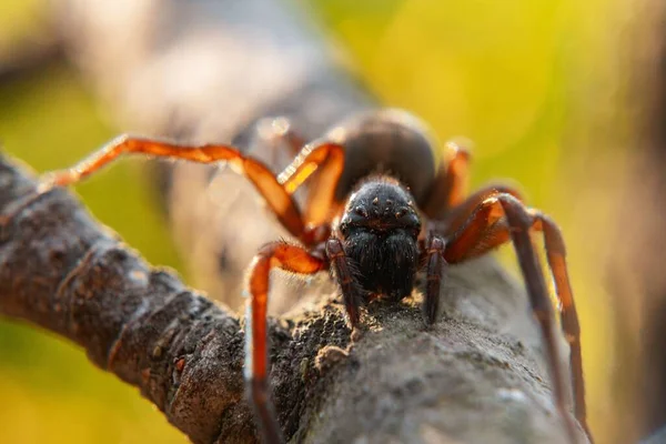 Gros Plan Une Araignée Coelotes Sur Tronc Arbre Dans Jardin — Photo