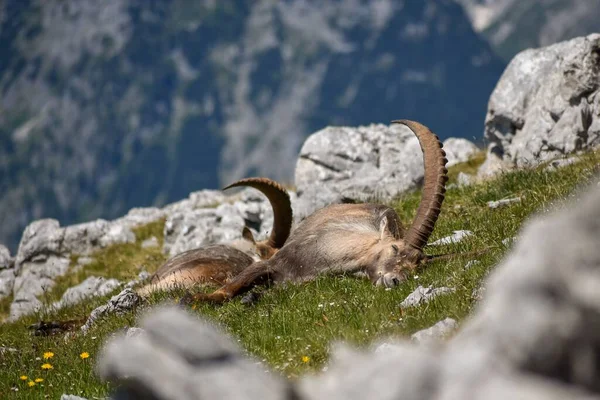 Male Alpine Ibex Capra Ibex Wild Peak Kahlersberg Berchtesgaden National — Stock Photo, Image