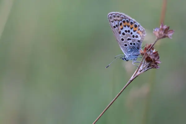 Lovitură Closeup Unui Fluture Aripi Frumoase Purpurii Punctate Crenguță Uscată — Fotografie, imagine de stoc