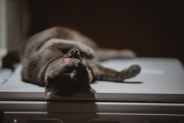 一只懒惰的黑猫的特写镜头 — 图库照片