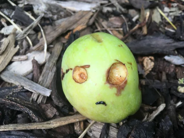 Apple Head Sad Zombie Face Funny Little Green Rotton Fruit — Stock Photo, Image