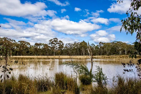 Torra Buskar Och Träsk Landsbygden Emmaville New South Wales Australien — Stockfoto