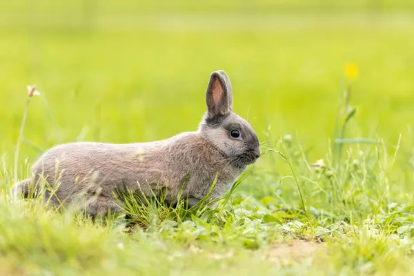 Closeup Rabbit Lying Green Grass — Stock Photo, Image