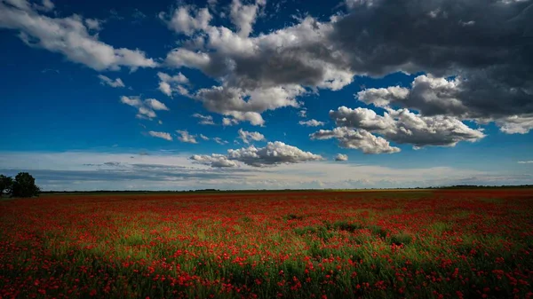 晴れた日には野生の赤いケシの田園地帯の美しい景色 — ストック写真