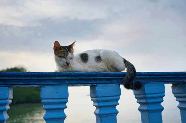 Solo Gato Blanco Gris Tendido Sobre Una Barandilla Puente — Foto de Stock