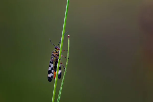 Egy Gyönyörű Makro Felvétel Egy Rovarról Egy Zöld Növényen Homályos — Stock Fotó