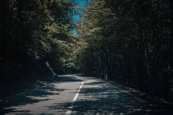 Una Larga Carretera Con Árboles Cada Lado —  Fotos de Stock