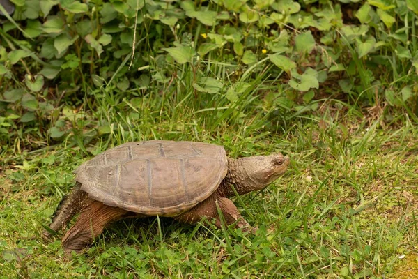 Une Petite Tortue Marchant Lentement Sur Les Herbes — Photo