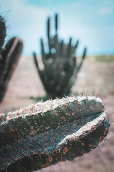 Tiro Vertical Cacto Com Uma Paisagem Céu Azul Fundo — Fotografia de Stock