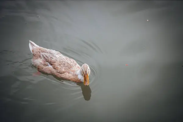 Pato Marrón Flotando Cuerpo Agua Primer Plano — Foto de Stock