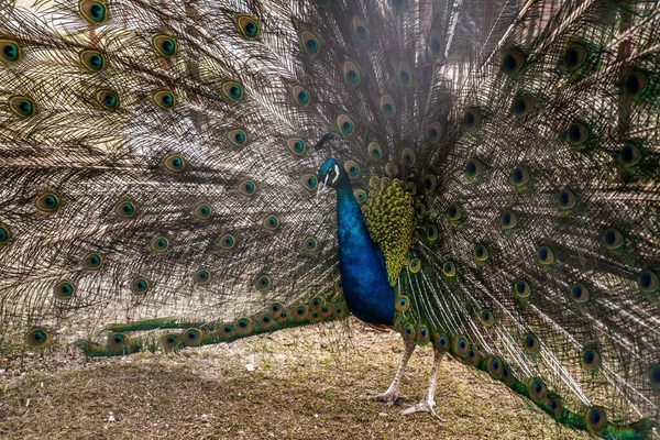 Une Belle Peafowl Avec Queue Ouverte Colorée Dans Zoo — Photo