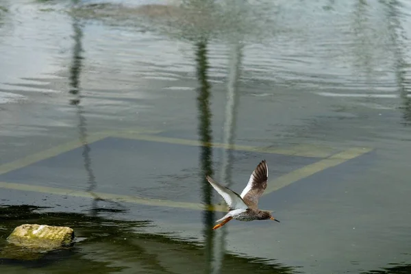 Vanlig Rödtopp Som Flyger Över Sjön Med Spridda Vingar — Stockfoto