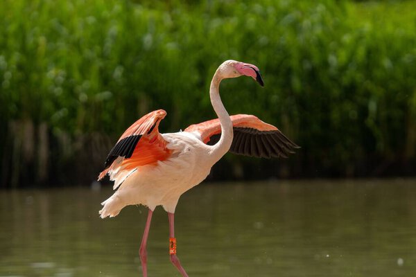 A closeup shot of a flamingo in the water during daytime