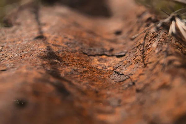 Closeup Rusty Surface Texture — Stock Photo, Image
