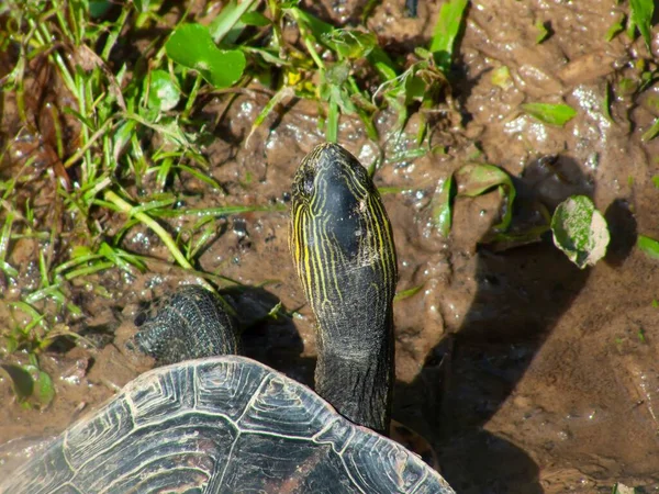 Een Schildpad Zoek Naar Voedsel Bij Het Meer — Stockfoto