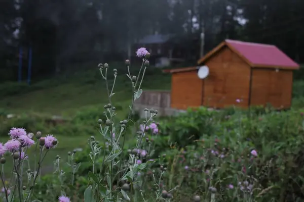 鬱蒼とした森の中の小さな木造小屋 — ストック写真