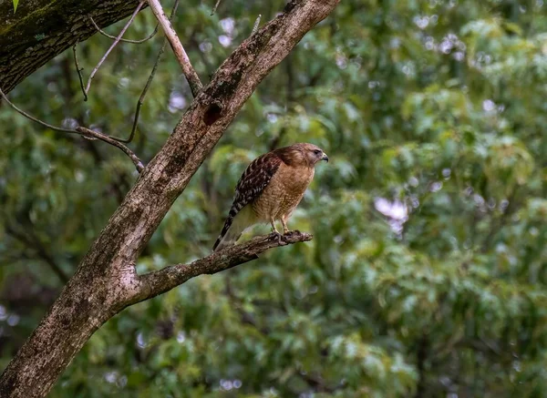 木の枝に落ちた鷹のクローズアップ — ストック写真