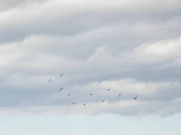 Прекрасний Вид Птахів Літають Сірому Хмарному Небі — стокове фото