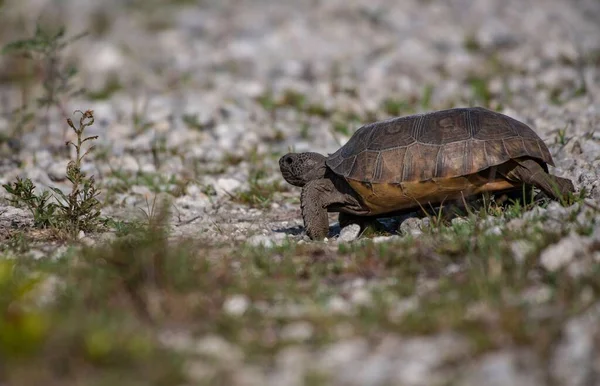 Closeup Tortoises Walking Ground Rocks Grass — Stock Photo, Image
