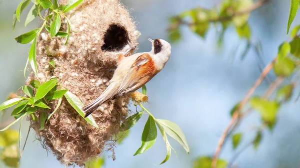 Closeup Eurasian Penduline Tit Sitting Nest Tree Branches — ストック写真