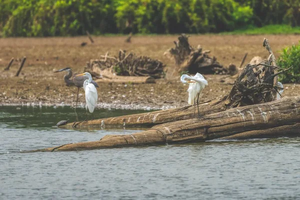 Sahildeki Devrilmiş Ağaç Gövdesinde Duran Büyük Beyaz Balıkçıllar — Stok fotoğraf