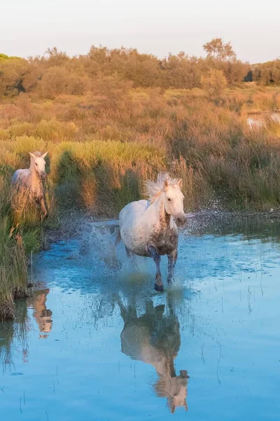 Horses Running Water Beautiful Wild Horses Camargue — Stock Photo, Image