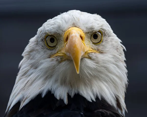 Closeup Bald Eagle Bird — Stock Photo, Image
